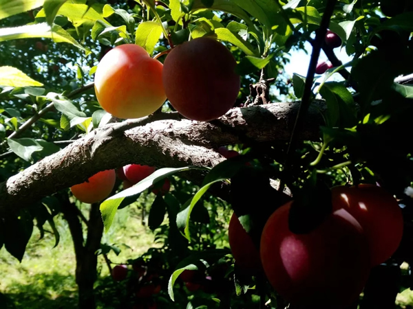 201911071573119120313615.jpg 640.webp (9).jpg